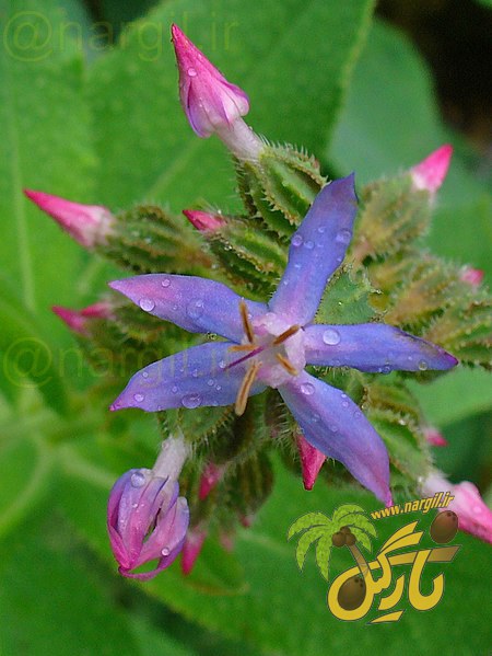 گاوزبان آسای موی زبر